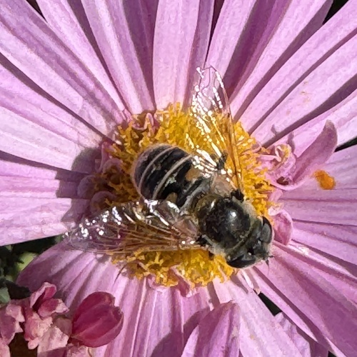 Unknown species found near 36th Ave S, Minneapolis, MN, US
