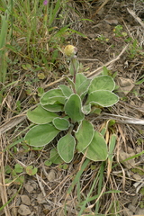 Craspedia uniflora maritima
