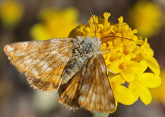 Xanthothrix neumoegeni