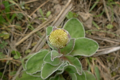 Craspedia uniflora maritima