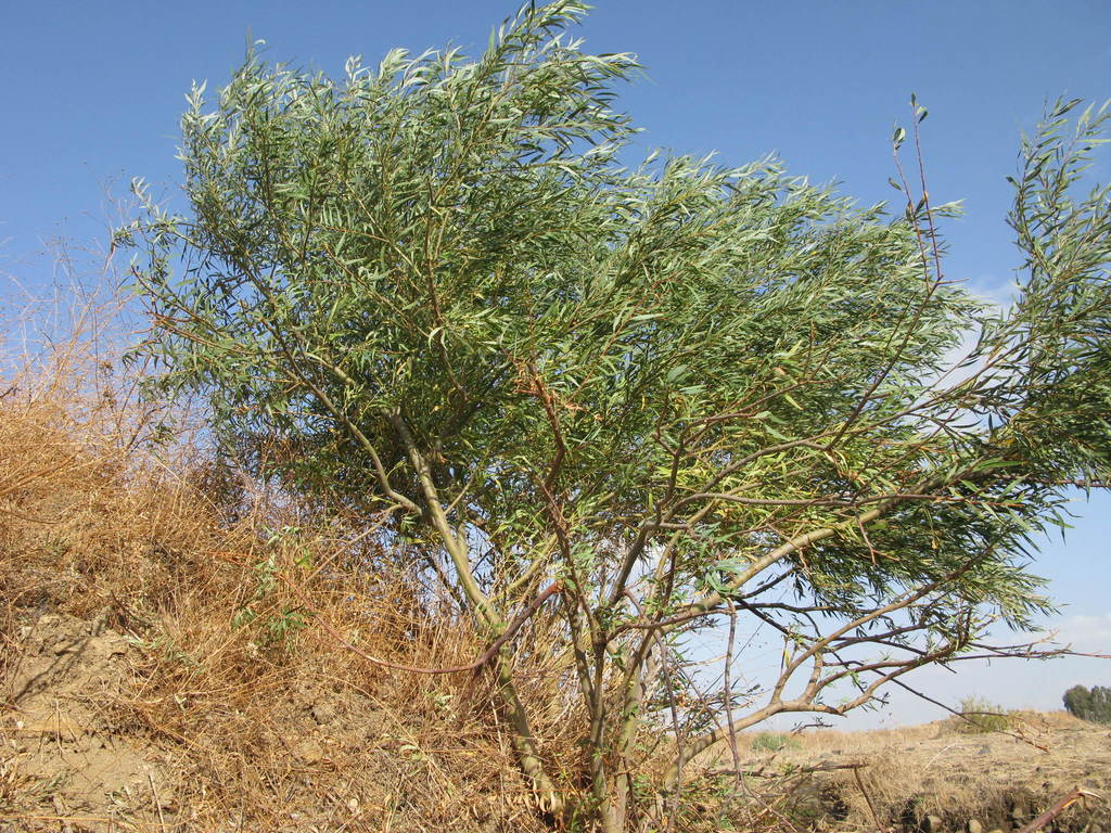 common Middle East willow