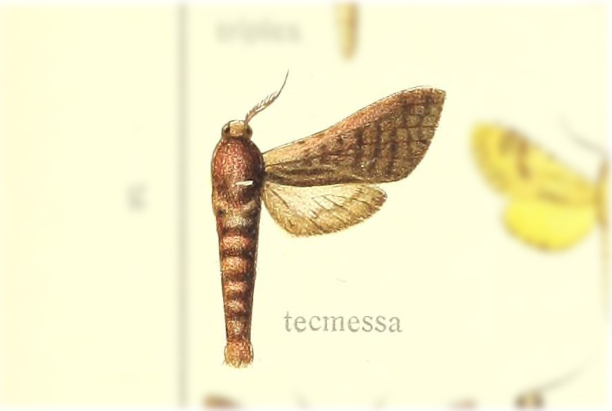 Givira tecmessa