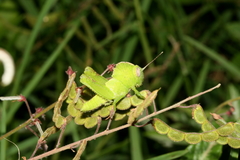 Abisares viridipennis