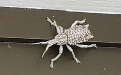 Leptopius setosus