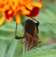Ochrochira
