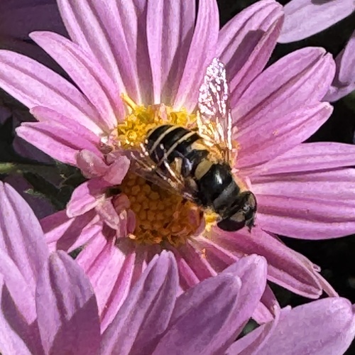 Unknown species found near 36th Ave S, Minneapolis, MN, US