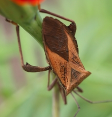 Ochrochira