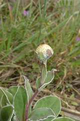 Craspedia uniflora maritima
