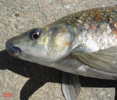 Orange River Mudfish photo 4