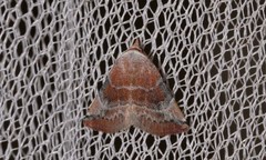 Mataeomera mesotaenia