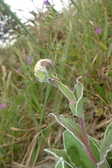 Craspedia uniflora maritima