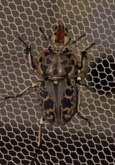 Ryssonotus nebulosus