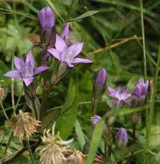 Gentianella rhaetica