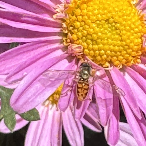 Unknown species found near 36th Ave S, Minneapolis, MN, US