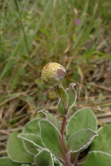 Craspedia uniflora maritima