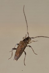 Didymocentrotus denticollis