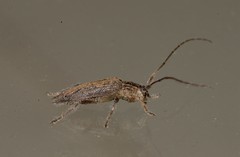 Didymocentrotus denticollis