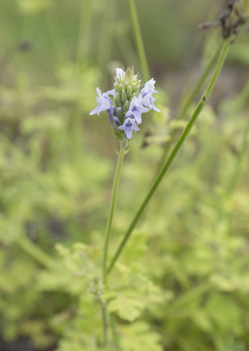 Dhofari Lavender (Lavandula dhofarensis)