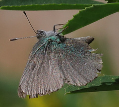 Callophrys dumetorum
