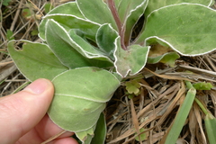 Craspedia uniflora maritima