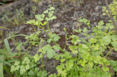 Arabian snowball (Adenosciadium arabicum)