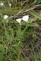 Linum monogynum monogynum