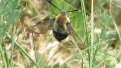 Hemaris tityus