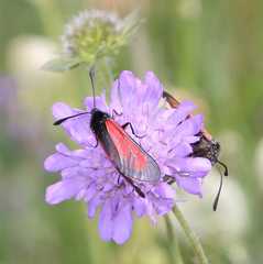 Zygaena purpuralis