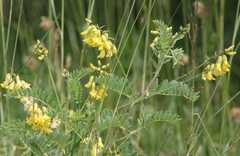 Astragalus penduliflorus