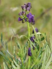 Aconitum tauricum