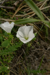 Linum monogynum monogynum