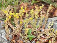Sedum annuum