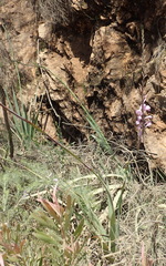 Watsonia knysnana