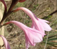 Watsonia knysnana