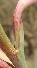 Watsonia knysnana