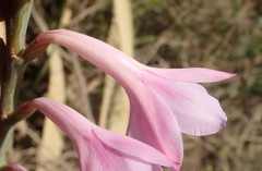 Watsonia knysnana