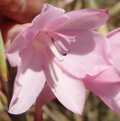 Watsonia knysnana