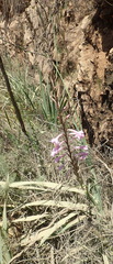 Watsonia knysnana