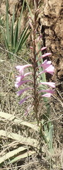 Watsonia knysnana