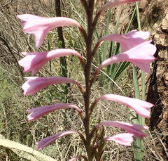 Watsonia knysnana