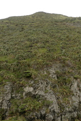 Phormium cookianum hookeri