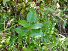 Scandia rosifolia