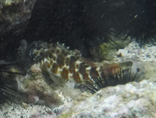 Cirrhitus pinnulatus