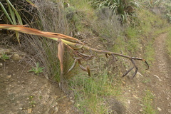 Phormium cookianum hookeri