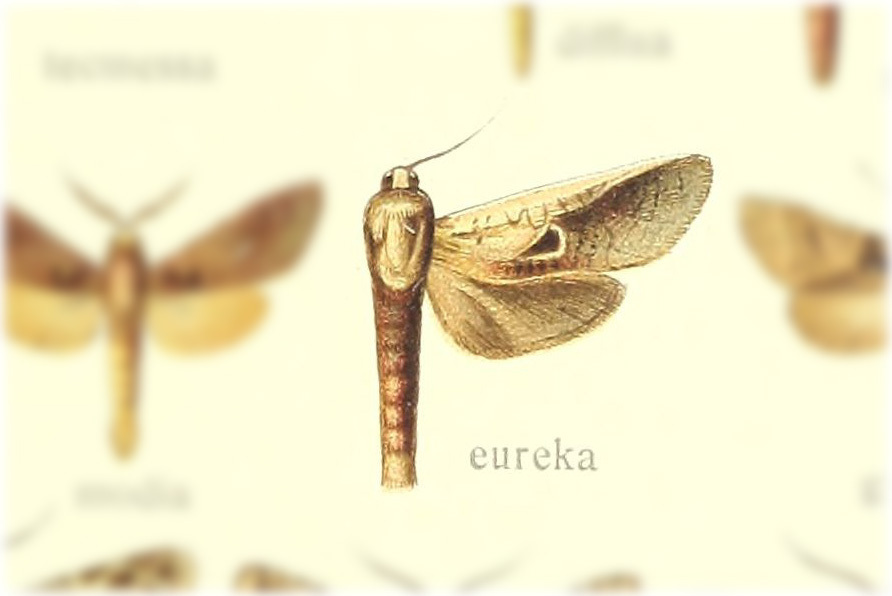 Givira eureca