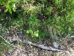 Scandia rosifolia