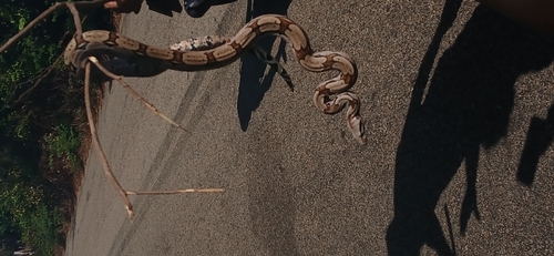 Boa Constrictor