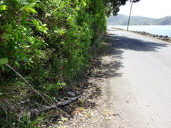 Scandia rosifolia