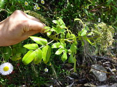 Scandia rosifolia