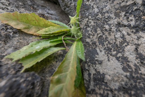 Dorstenia foetida